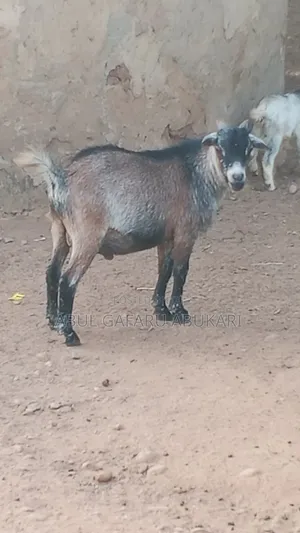 Nice Male Goat