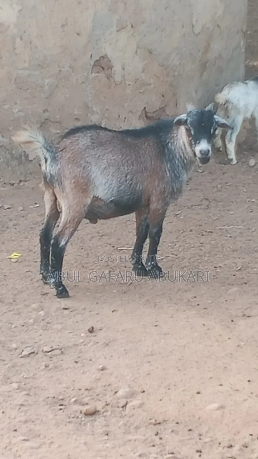 Nice Male Goat