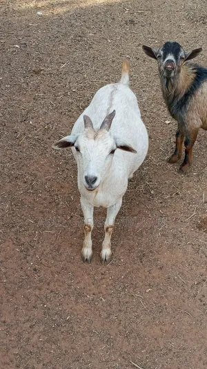 Pregnant White Goat