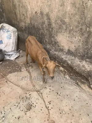 Buy Your X-Mas Affordable Goat