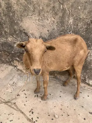 Buy Your X-Mas Affordable Goat