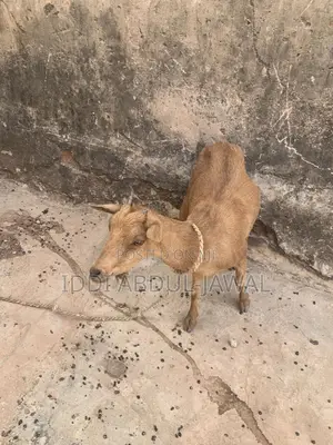 Buy Your X-Mas Affordable Goat