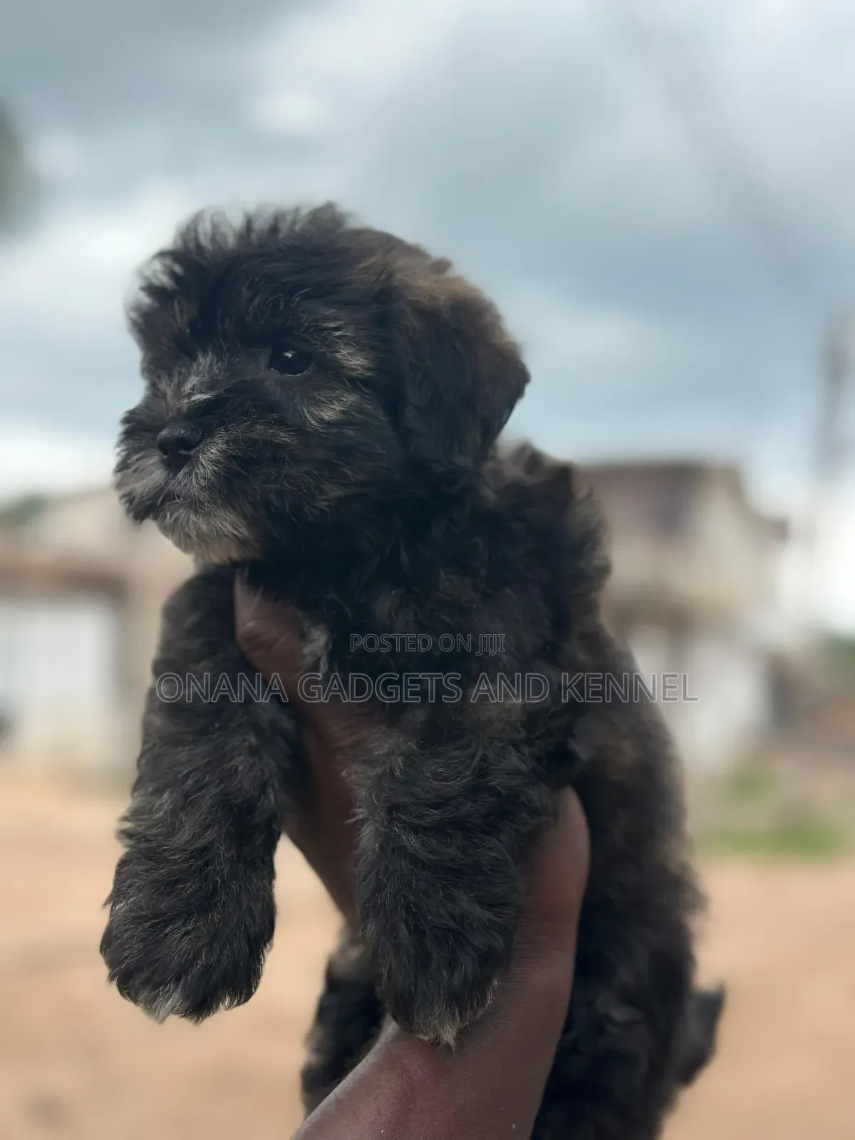 1-3 months Female Purebred Poodle