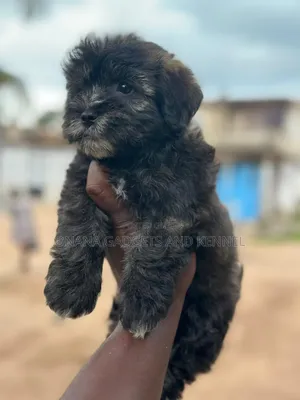 1-3 months Female Purebred Poodle