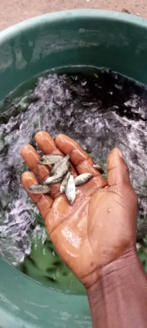 Healthy Tilapia Juveniles And Jumbo