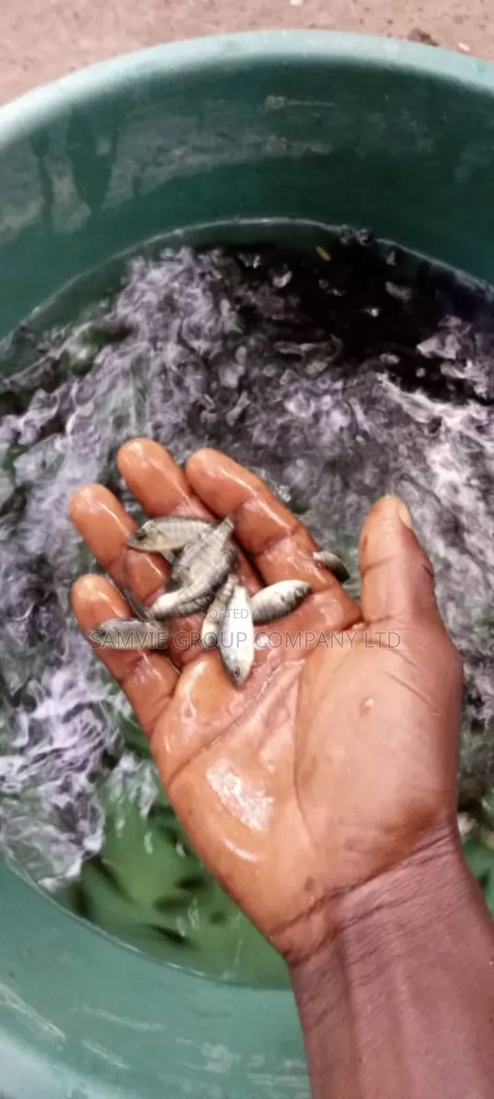 Healthy Tilapia Juveniles And Jumbo