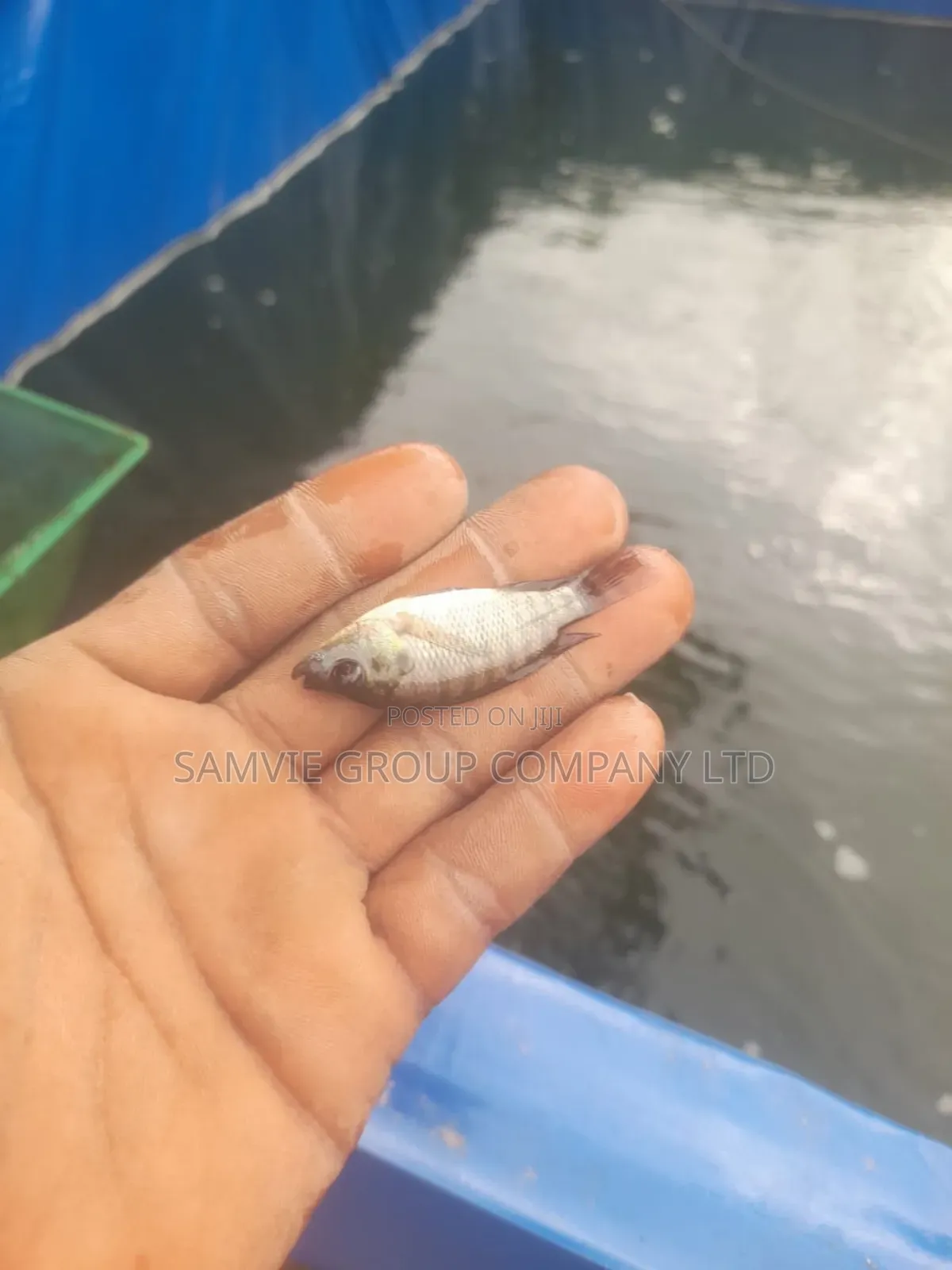 Healthy Tilapia Juveniles And Jumbo
