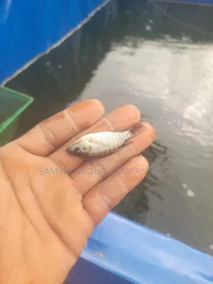 Healthy Tilapia Juveniles And Jumbo