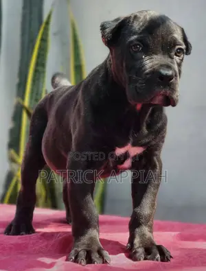 1-3 months Male Purebred Cane Corso