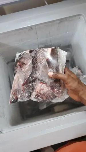 Tilapia For Sell