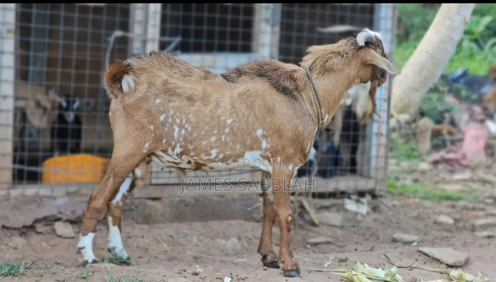 Matured Pure Breedgoat .