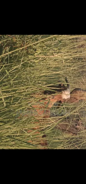 Matured Pure Breedgoat .