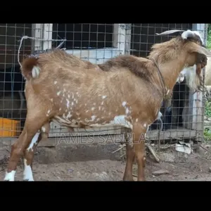 Matured Pure Breedgoat .