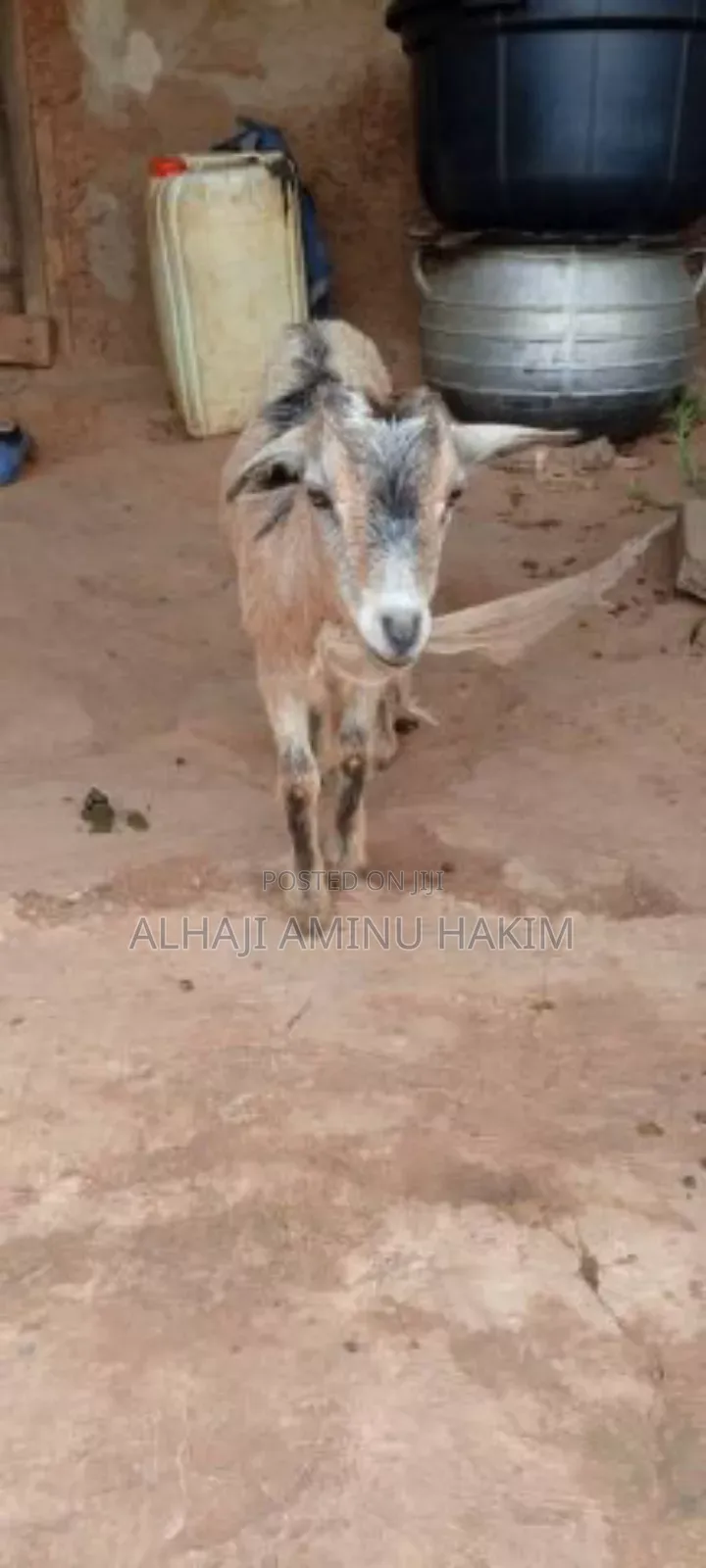 A Healthy Female Goat