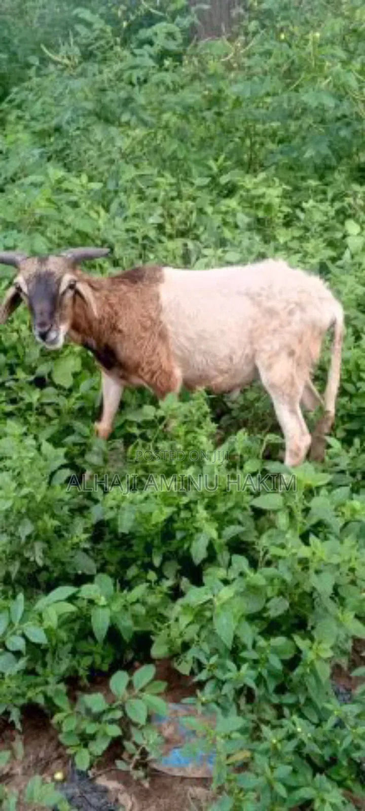 Nice Male Sheep for Sale