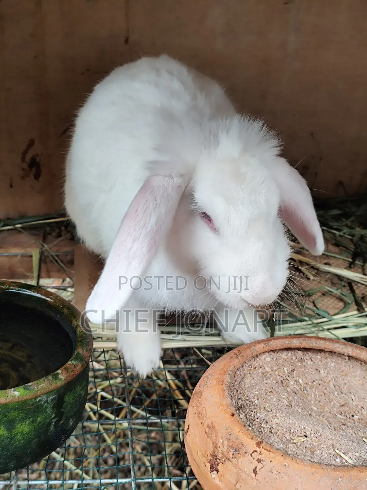 Rabbit For Sale