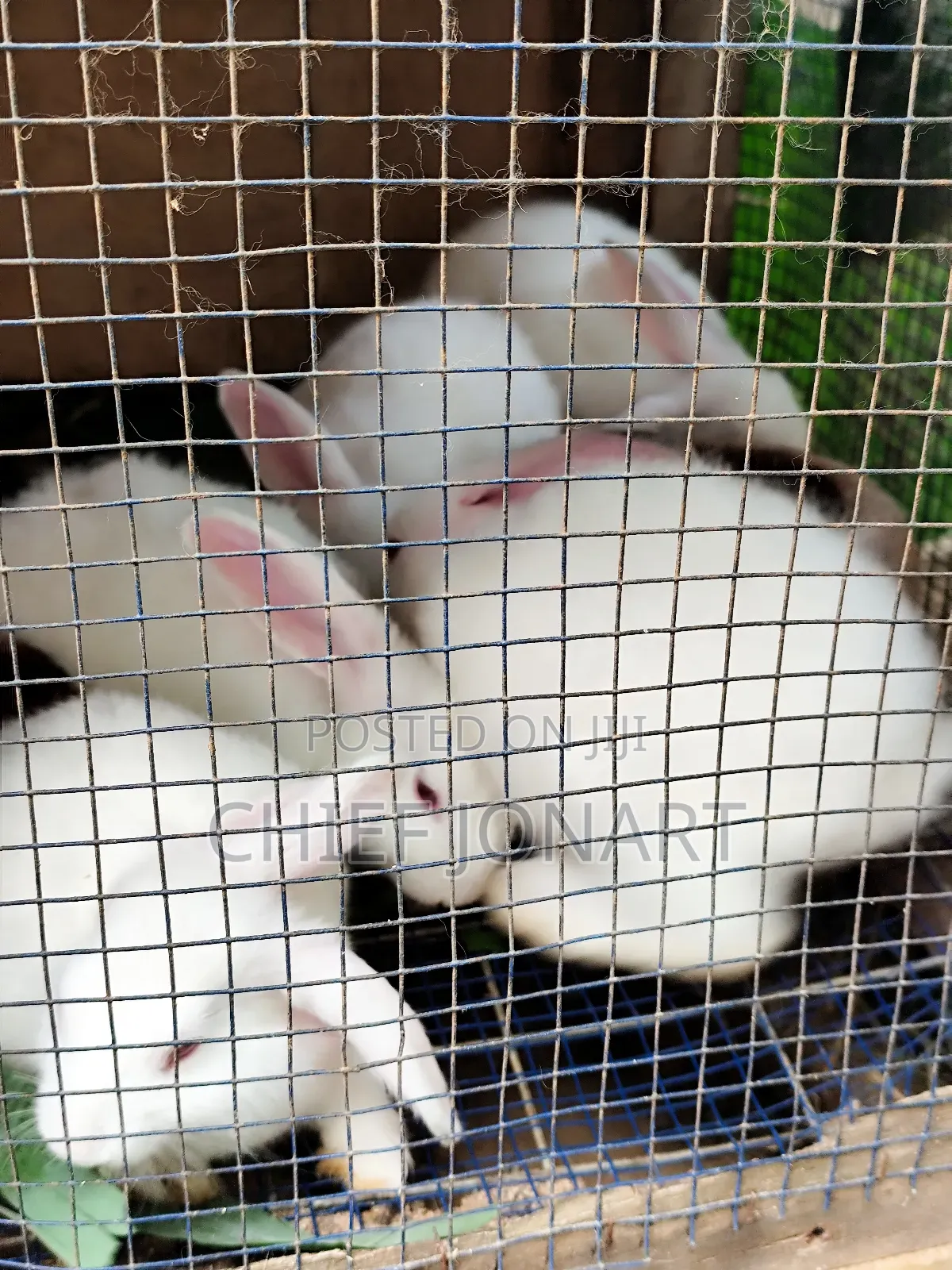 Rabbit For Sale