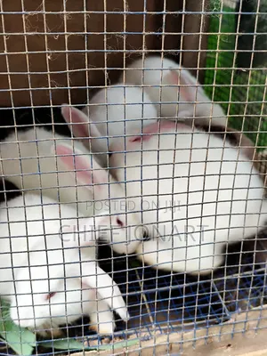 Rabbit For Sale