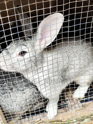 Rabbit For Sale