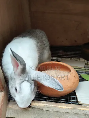 Rabbit For Sale