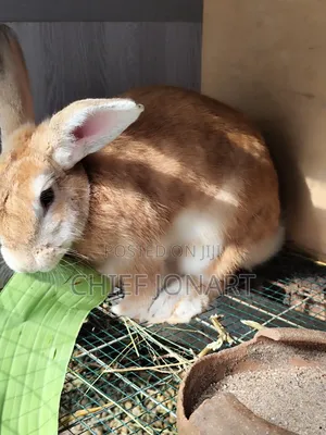 Rabbit For Sale