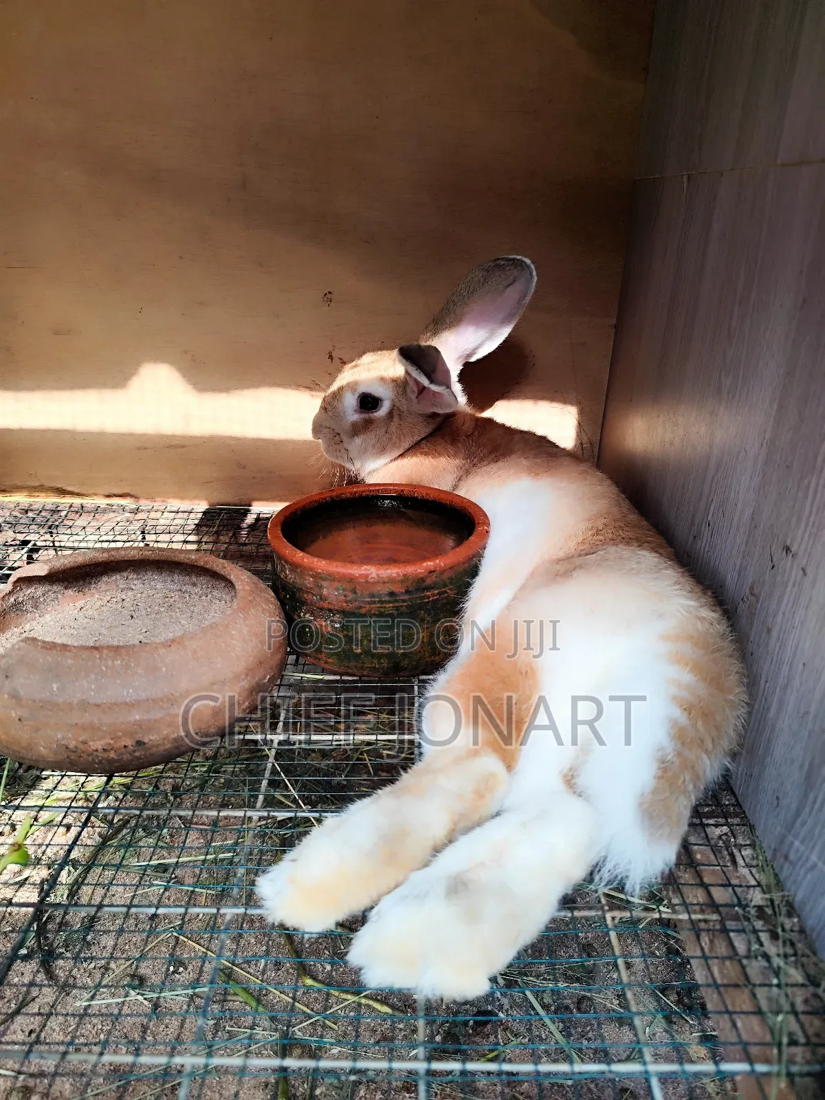 Rabbit For Sale