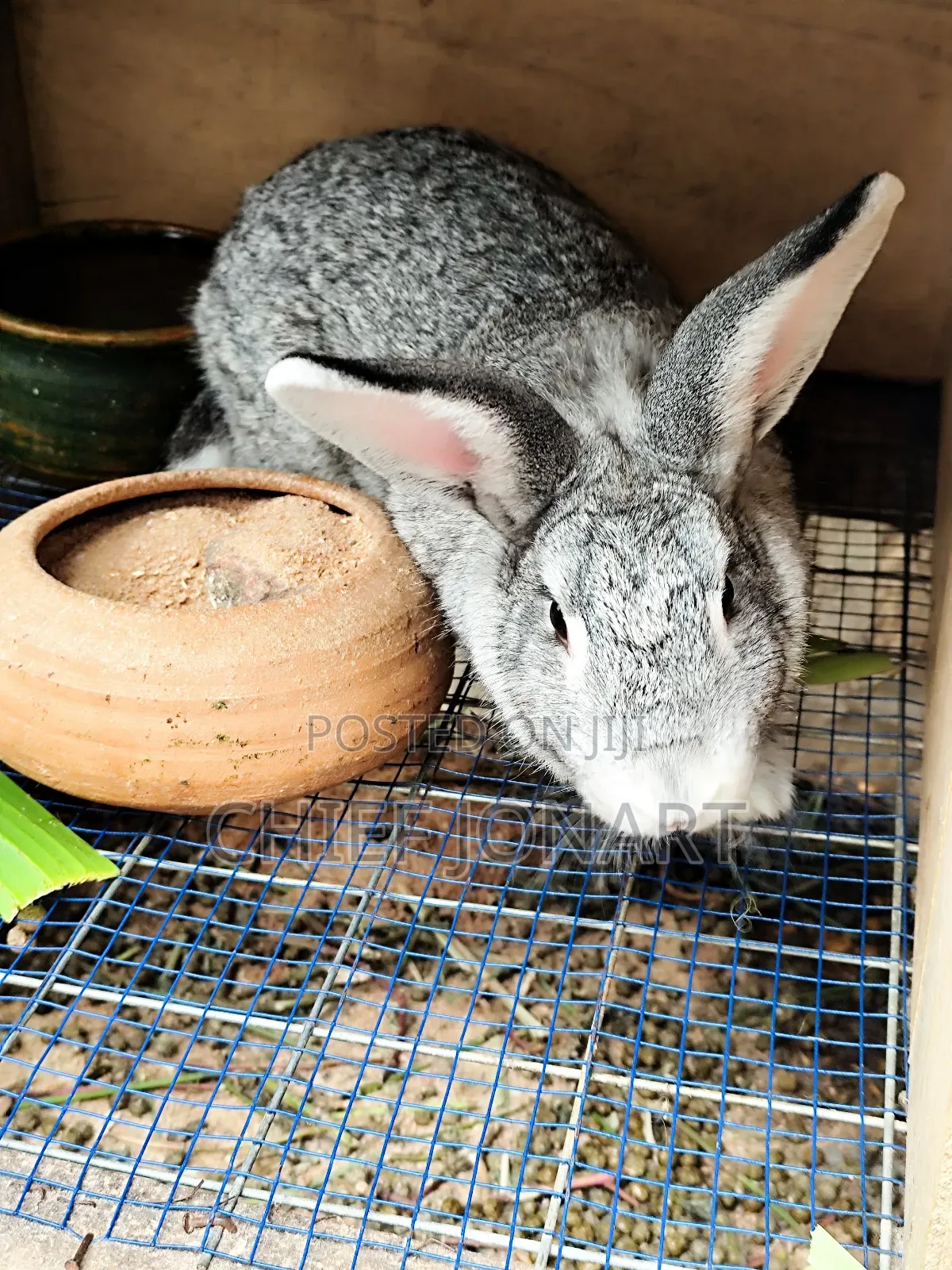 Rabbit For Sale