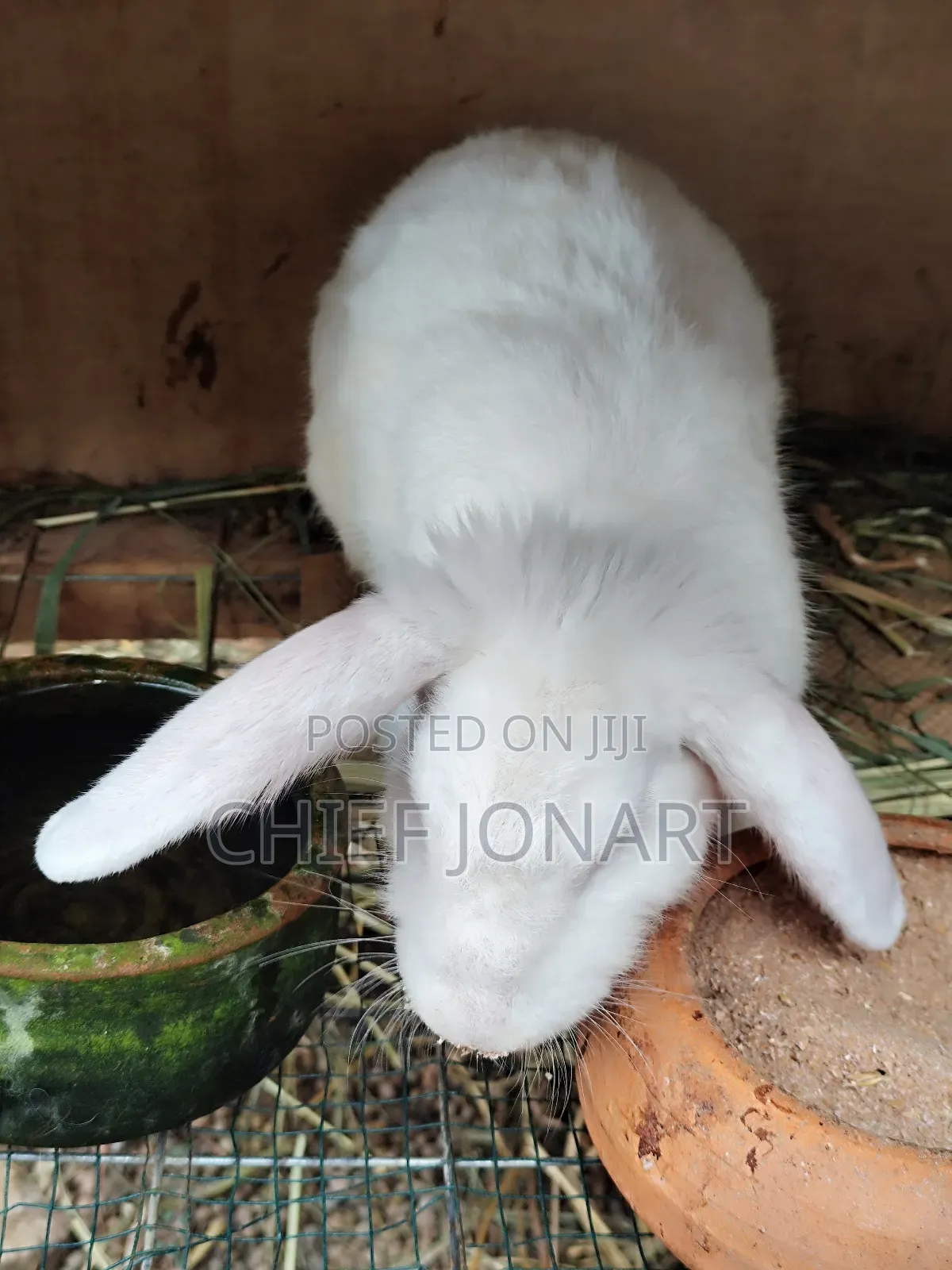 Rabbit For Sale