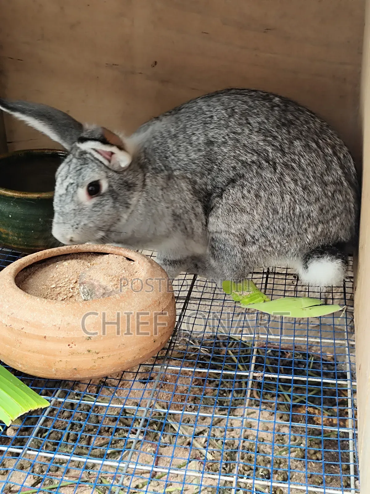 Rabbit For Sale