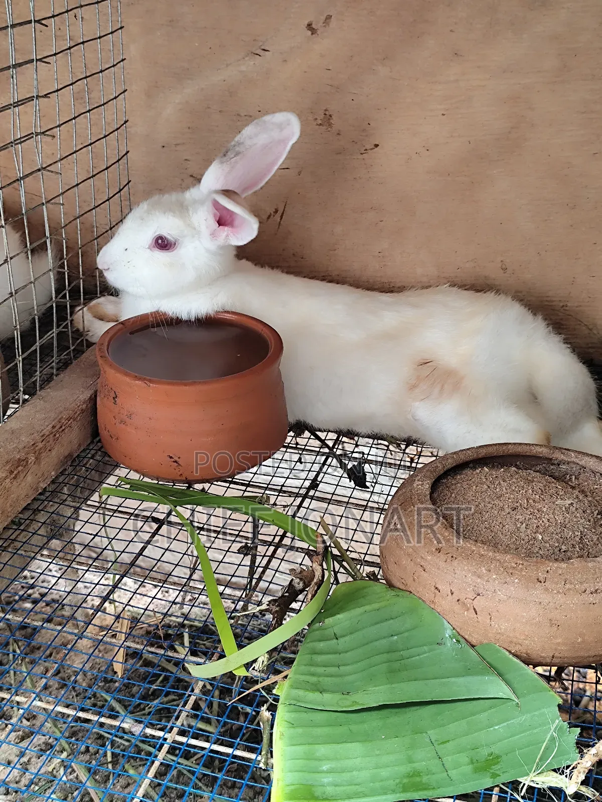 Rabbit For Sale