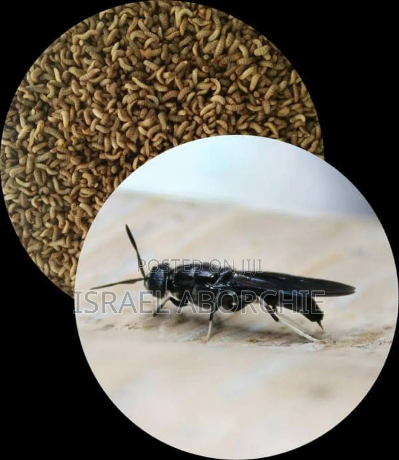Black Soldier Fly Maggots, Pupae, Eggs,Love Net, Organic Fertiliser