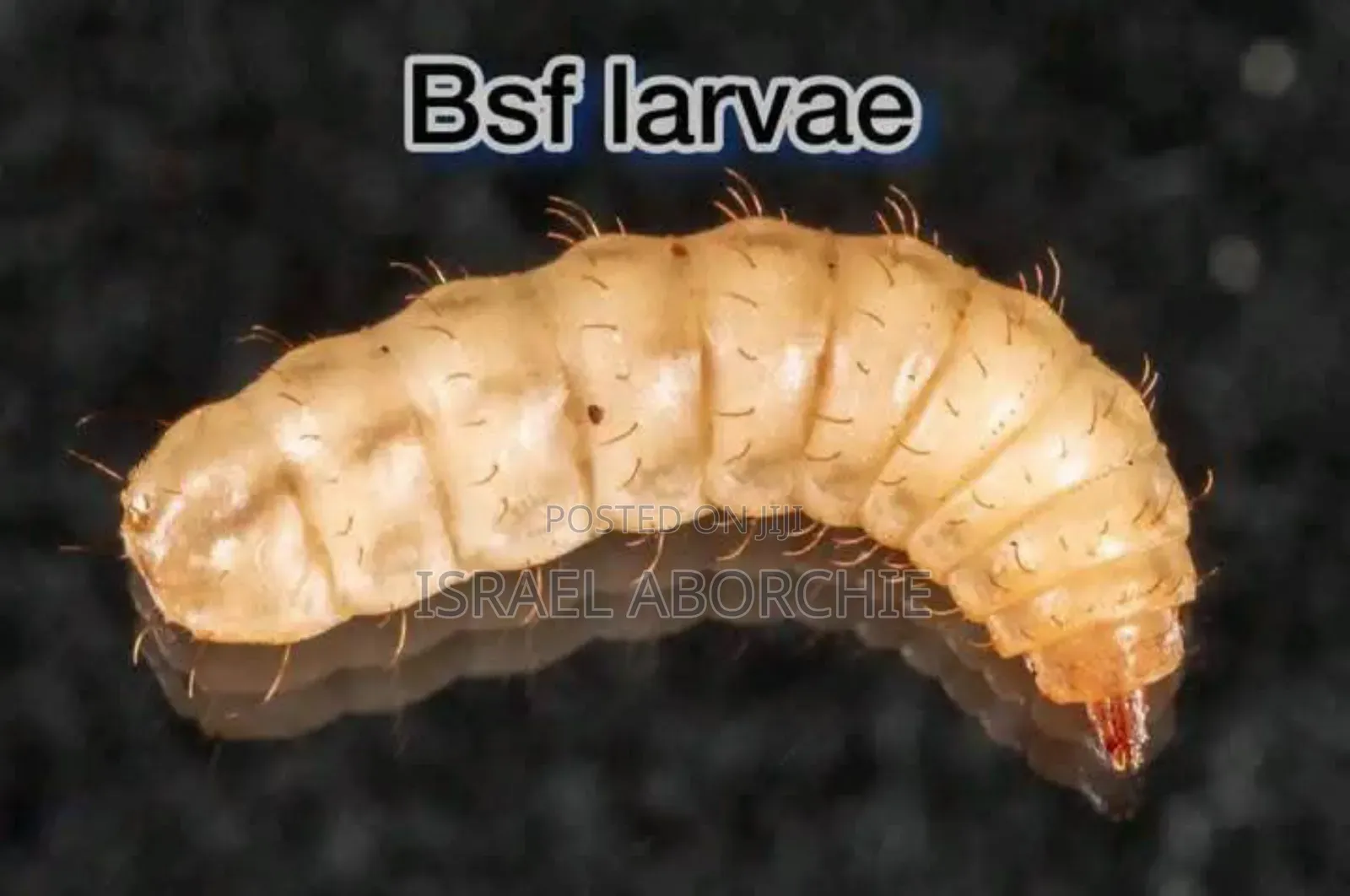 Black Soldier Fly Maggots, Pupae, Eggs,Love Net, Organic Fertiliser
