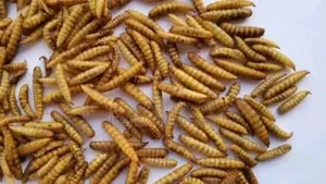 Black Soldier Fly Maggots, Pupae, Eggs,Love Net, Organic Fertiliser