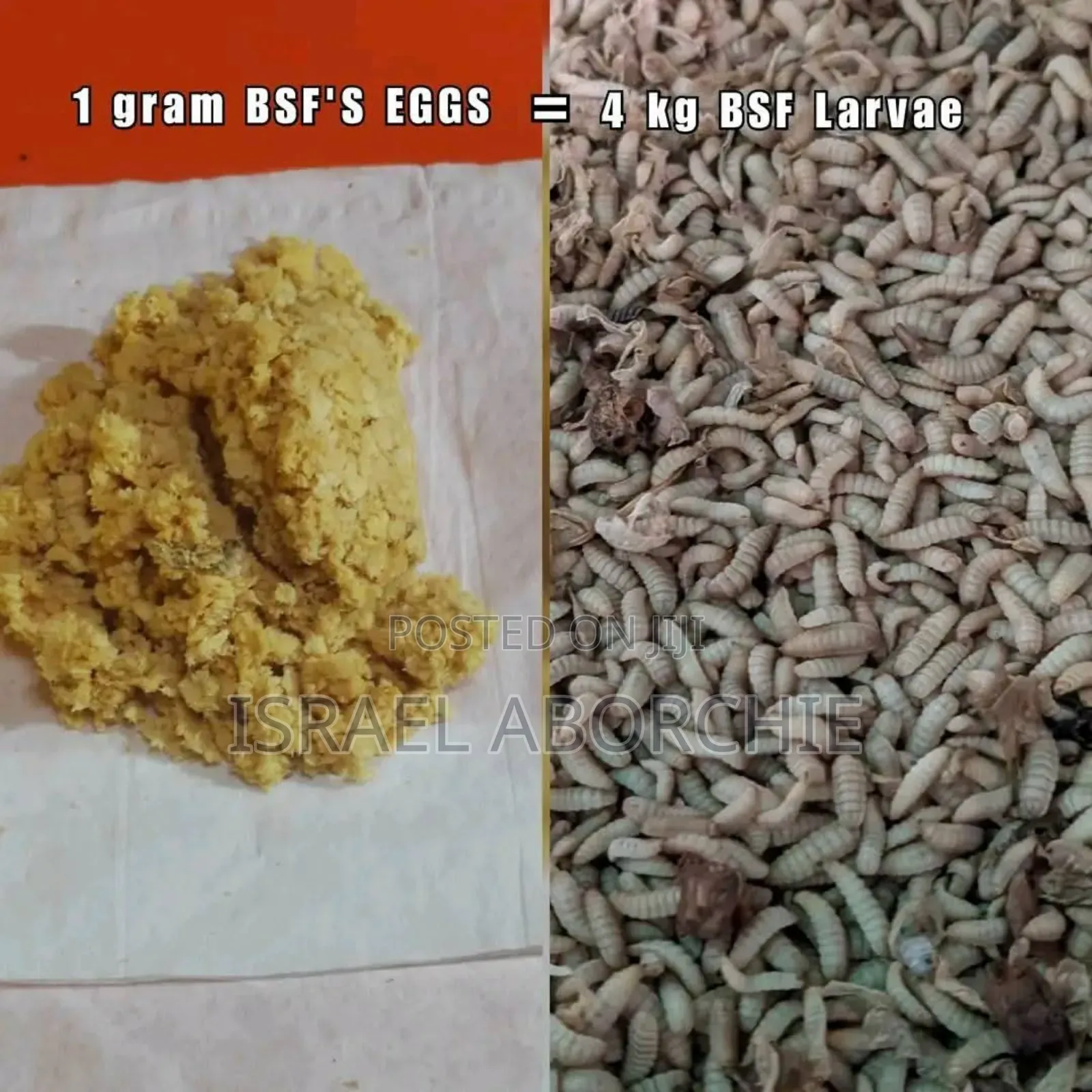 Black Soldier Fly Maggots, Pupae, Eggs,Love Net, Organic Fertiliser
