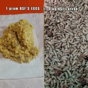 Black Soldier Fly Maggots, Pupae, Eggs,Love Net, Organic Fertiliser
