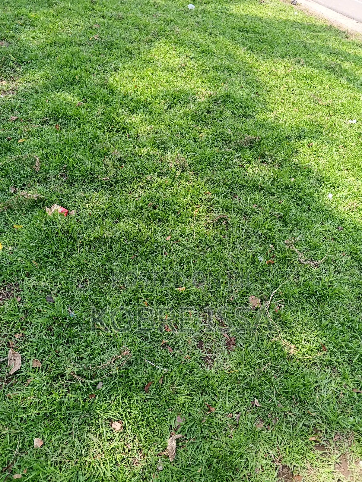 Green Grass