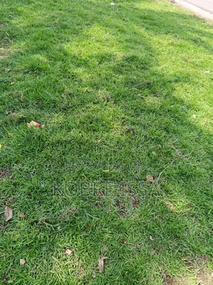Green Grass