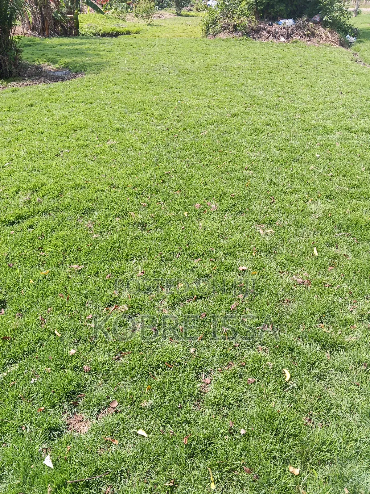 Green Grass
