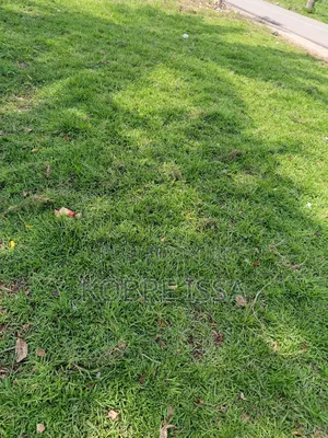 Green Grass