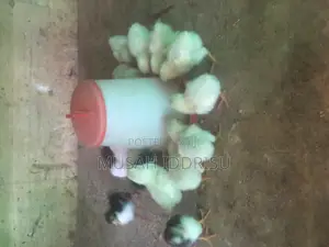 Local Chicks for Sale in Tamale Municipal - Farm Animals, Musah Iddrisu
