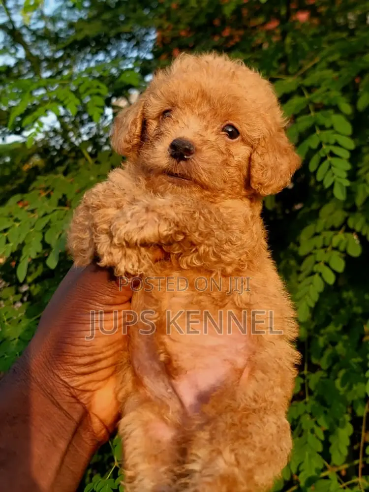 1-3 months Male Purebred Poodle