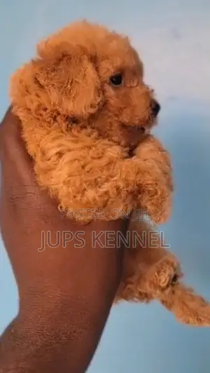 1-3 months Male Purebred Poodle