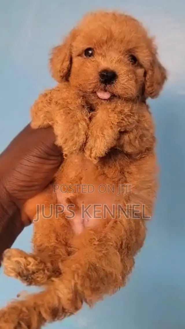 1-3 months Male Purebred Poodle