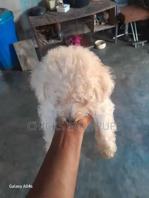 1-3 months Male Purebred Poodle