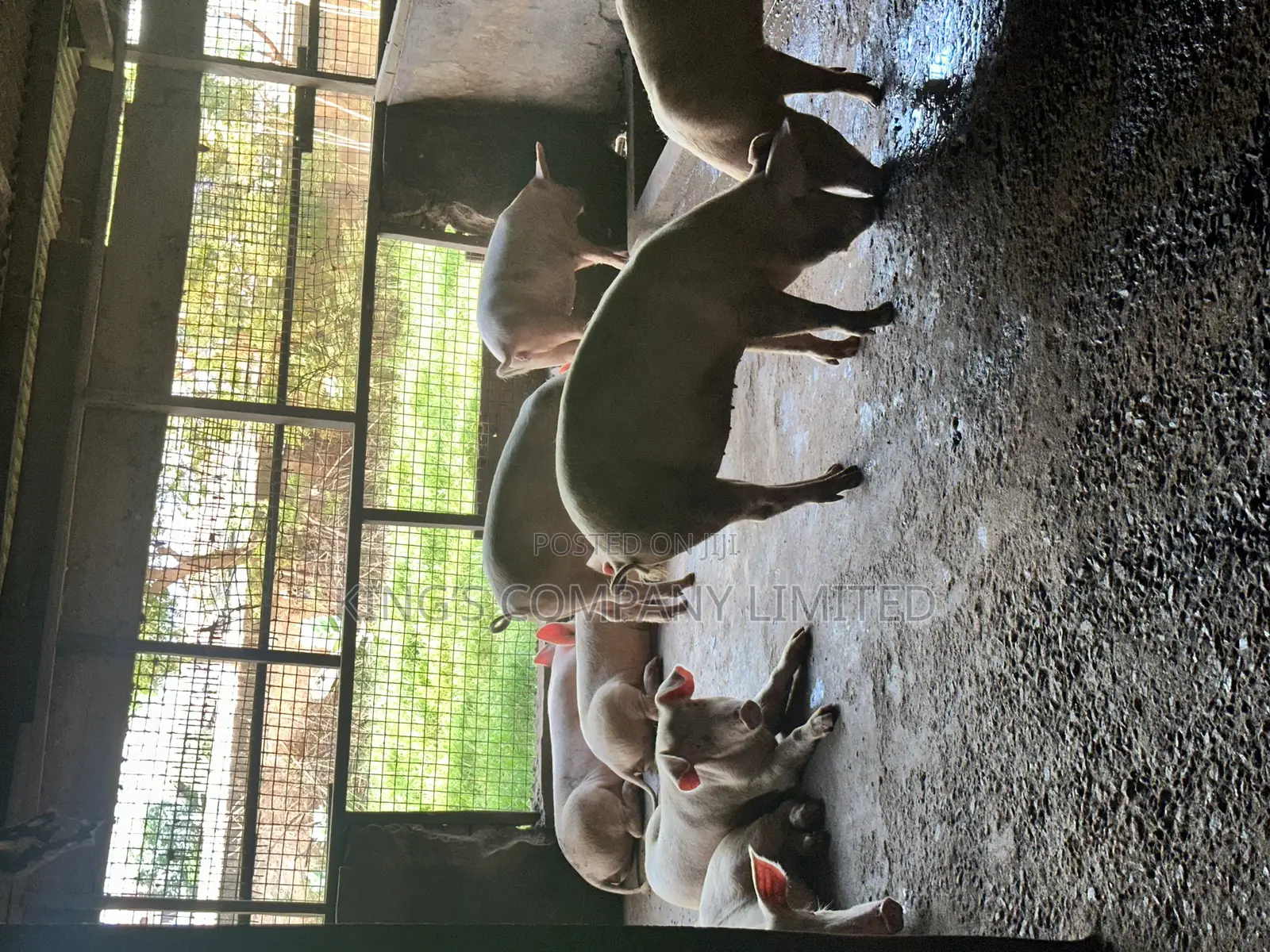 Xmas Pork Pig