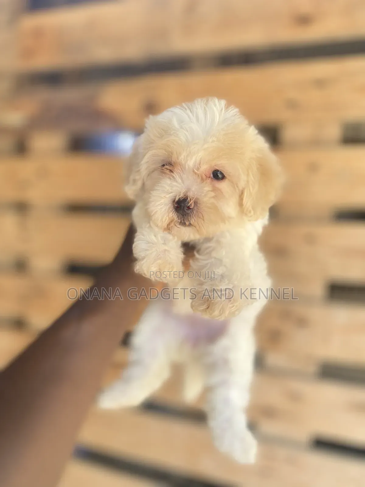 1-3 months Female Purebred Poodle