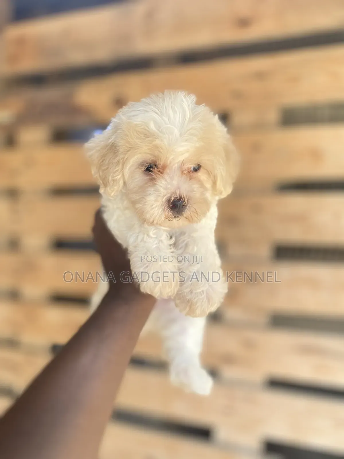 1-3 months Female Purebred Poodle