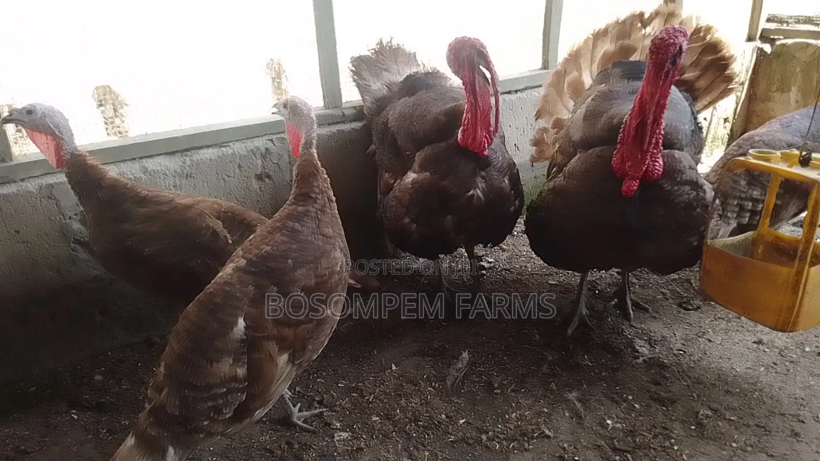 Bourbon Red Turkeys Available