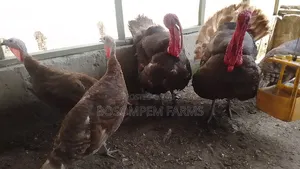 Bourbon Red Turkeys Available