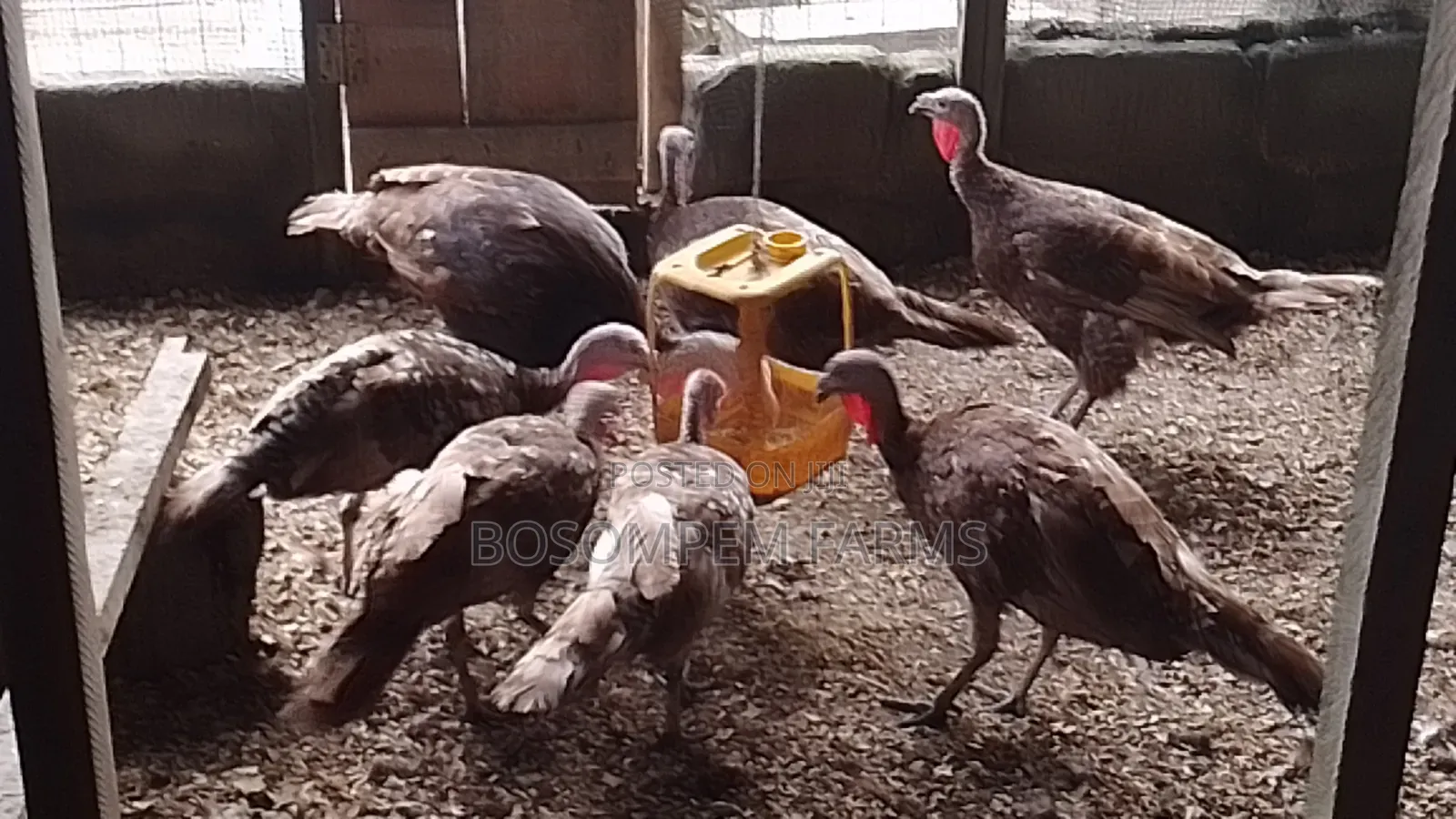 Bourbon Red Turkeys Available